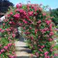 rose-rosa-kletterrose-super-excelsa-hetzel-1.jpg
