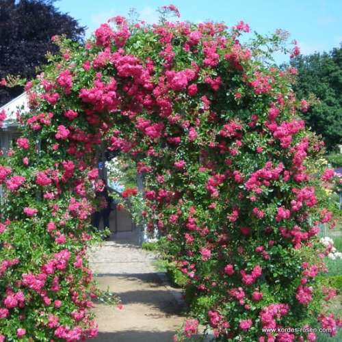 rose-rosa-kletterrose-super-excelsa-hetzel-1.jpg
