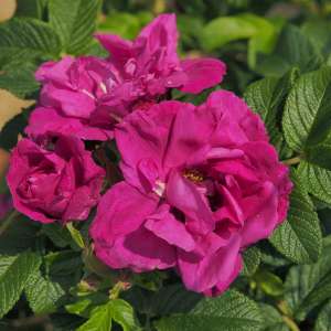 Róża okrywowa R. R. RED FOXI® - doniczka 2 l.