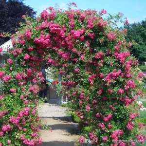 Róża pnąca SUPER EXCELSA - doniczka 2 l.