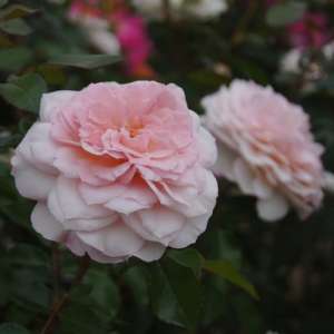 Róża parkowa BREMER STADTMUSIKANTEN® - doniczka 2 l.