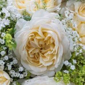 Róża parkowa FRIEDENSLICHT® - doniczka 2 l.