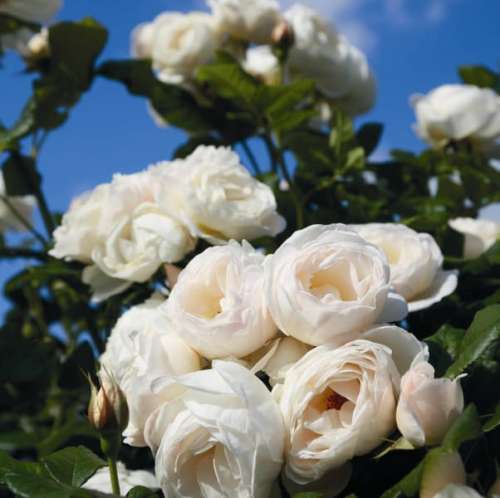 roza-pnaca-uetersener-klosterrose-szkolka-hyzy.jpg