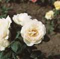 roza-pnaca-biala-uetersener klosterrose-rozeogrodowe.jpg