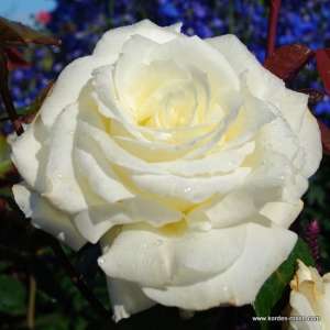 Róża wielkokwiatowa MEMOIRE® - doniczka 2 l.