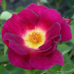 Róża okrywowa WEG DER SINNE® - doniczka 2 l.