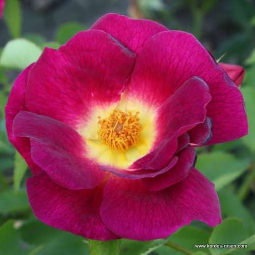 roza-okrywowa-weg-der-sinne- kwiaty-purpurowe-krzewy.jpg