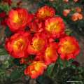roza-czerwono-zolta-rabatowa-summer-of-love-sadzonki-sprzedaz-rozeogrodowe.jpg