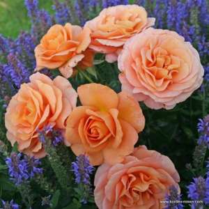 Róża rabatowa BENGALI® - doniczka 2 l.