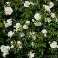 białe róże rabatowe Kosmos Kordes
