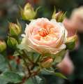 roza-morelowa-parkowa-matthias-claudius-rose-wysylka-rozeogrodowe.jpg