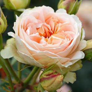 Róża parkowa MATTHIAS CLAUDIUS ROSE® - doniczka 2 l.