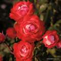 roze-czerwone-rabatowe-planten-un-blomen-szkolka-hyzy.jpg