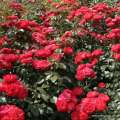 roza-rabatowa-czerwona-planten un blomen-odporna-adr-zdrowa-szkolka-rozeogrodowe.jpg