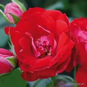 Róża pienna - MANDY® 60 cm - goły korzeń
