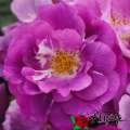 roza-fioletowa-rhapsody-in-blue-krzewy-szkolka-hyzy.jpg