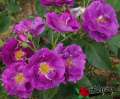roza-fioletowa-rhapsody-in-blue-sadzonki-rozeogrodowe.jpg