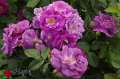 roze-fioletowe-rabatowe-rhapsody-in-blue-kwiaty-krzewy-szkolka-hyzy.jpg
