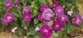 roza-fioletowa-rhapsody-in-blue-krzewy-kwiaty-sprzedaz-rozeogrodowe.jpg