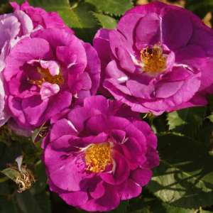 Róża rabatowa RHAPSODY IN BLUE® - Doniczka 2 l.