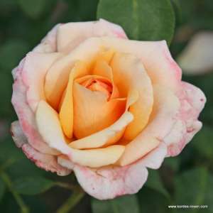 Róża wielkokwiatowa OH HAPPY DAY® - doniczka 2 l.