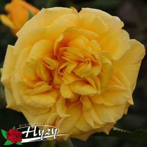 Róża parkowa POSTILLION® - doniczka 2 l.