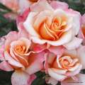 roza-kremowa-morelowa-oh-happy-day-wielkokwiatowa-wysylka-odporna-sprzedaz-szkolka-grzegorz-hyzy.jpg