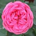 roza-rozowa-pink-piano-szkolka-grzegorz-hyzy.jpg