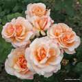 roza-kremoeo-morelowa-wielkokwiatowa-oh-happy-day-sadzonki-sprzedaz-rozeogrodowe.jpg