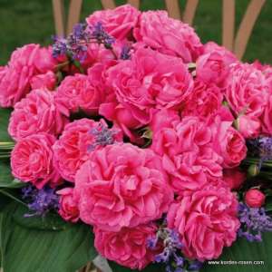 Róża rabatowa MOIN MOIN® - doniczka 2 l.