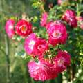 roza-okrywowa-lipstick-krzewy-rozeogrodowe.jpg