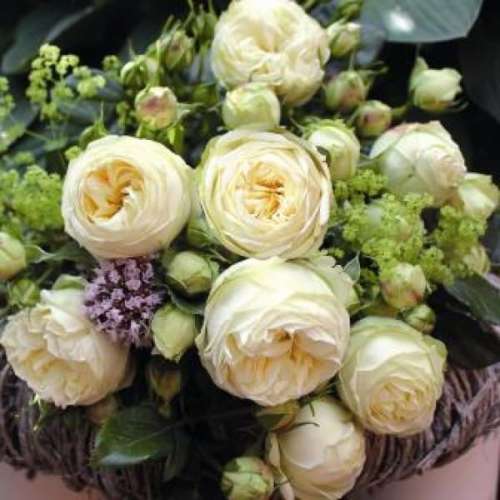 roza-kremowa-biala-wielkokwiatowa-wedding-piano-krzewy-kwiaty-szkolka-hyzy.jpg