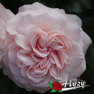 Róża okrywowa LARISSA® - doniczka 2 l.