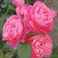 roza-rozowa-parkowa-kolner-flora-sadzonki-doniczka-szkolka-grzegorz-hyzy.jpg