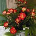 roza-pomaranczowa-midsummer-sadzonka-doniczka-szkolka-hyzy.jpg