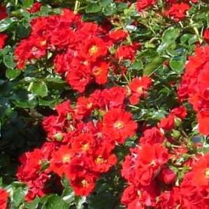 Róża okrywowa ALPENGLÜHEN® - doniczka 2 l.