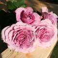 lavender-ice-roza-miniatura-lawendowa-kwiaty.jpg