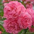 roza-rozowa-parkowa-kolner-flora-sprzedaz-wysylka-szkolka-rozeogrodowe.jpg