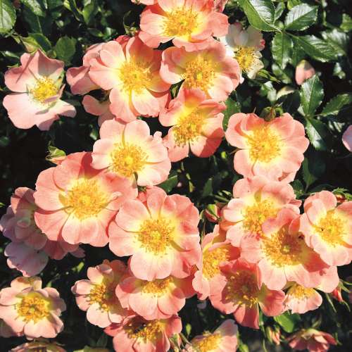 roza-miniaturowa-bienenweide-apricot-kwiat-rozowa-zolta-hyzy.jpg