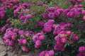 roza-purple-rain-okrywowa-kwitnaca-fioletowa-grzegorz-hyzy.jpg