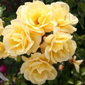 Róża rabatowa CANDELA® - doniczka 2 l.