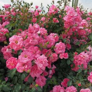 Róża okrywowa MIRATO® - doniczka 2 l.