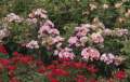 roze-okrywowe-adr-dolomiti-rozowe-kwiaty.jpg