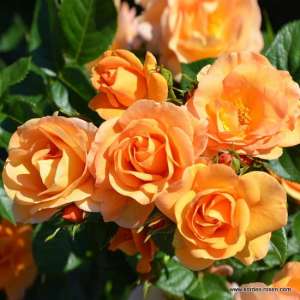 Róża rabatowa PORTOROZ® - doniczka 2 l.