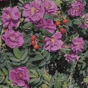 Róża okrywowa R. R. PIERETTE® - doniczka 2 l.