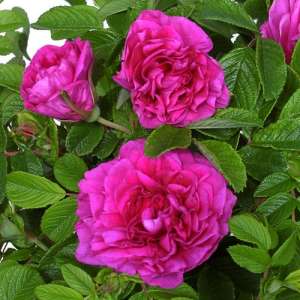 Rosa rugosa HANSA - doniczka 5 l.