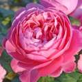 roza-rozowa-parkowa-kolner-flora-krzewy-kwiaty.jpg