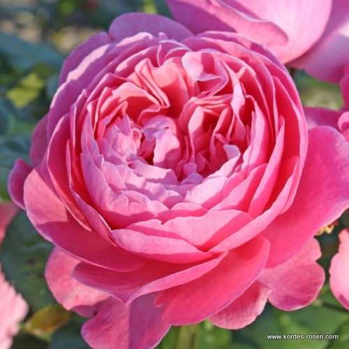 roza-rozowa-parkowa-kolner-flora-krzewy-kwiaty.jpg