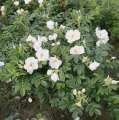 rosa-rugosa-schnee-eule-okrywowa-jadalna-biale-sadzonki-szkolka-grzegorz-hyzy.jpg