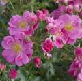 k-Bienenweide-rosa_1456x1456.jpg
